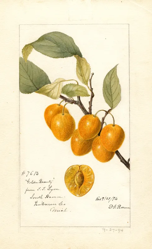 Prunus avium_ Golden Beauty (1894) by Deborah Griscom Passmore
